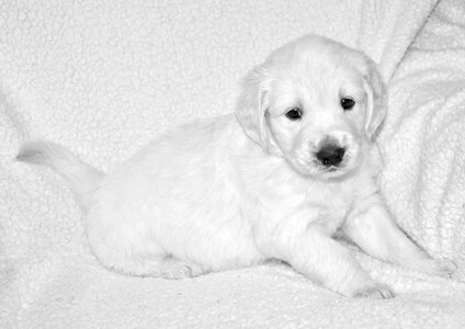 Black and white photo golden dog breed mister blue-sky photo