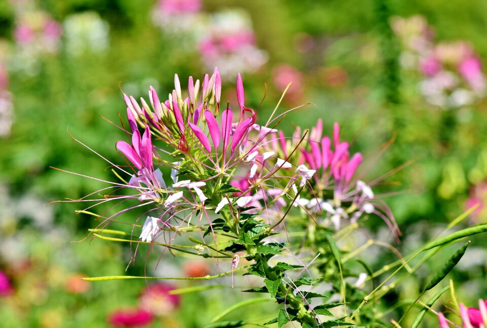 Cleomaceae stamens blossom