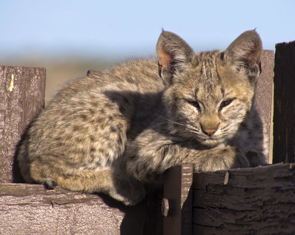 Lynx wildlife predator