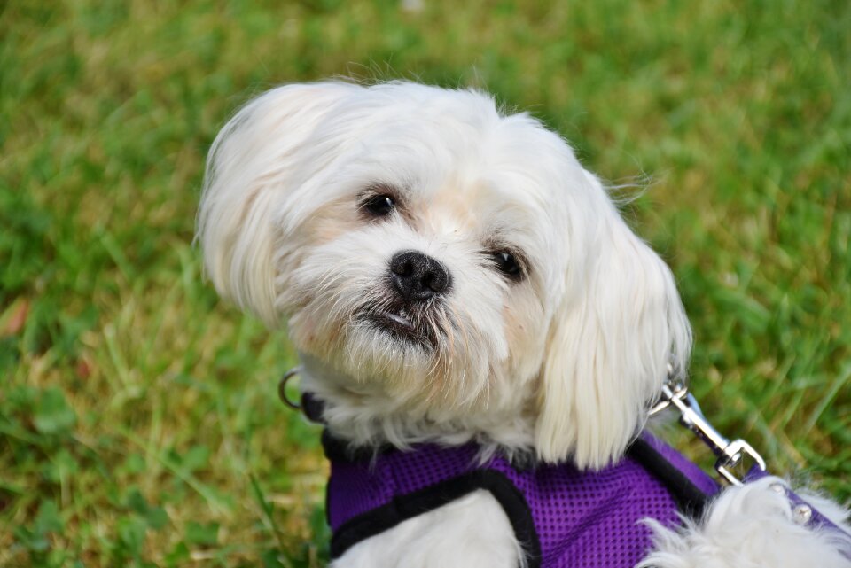 White small dog out