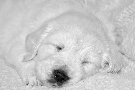Black and white photo golden dog breed animal mister green photo