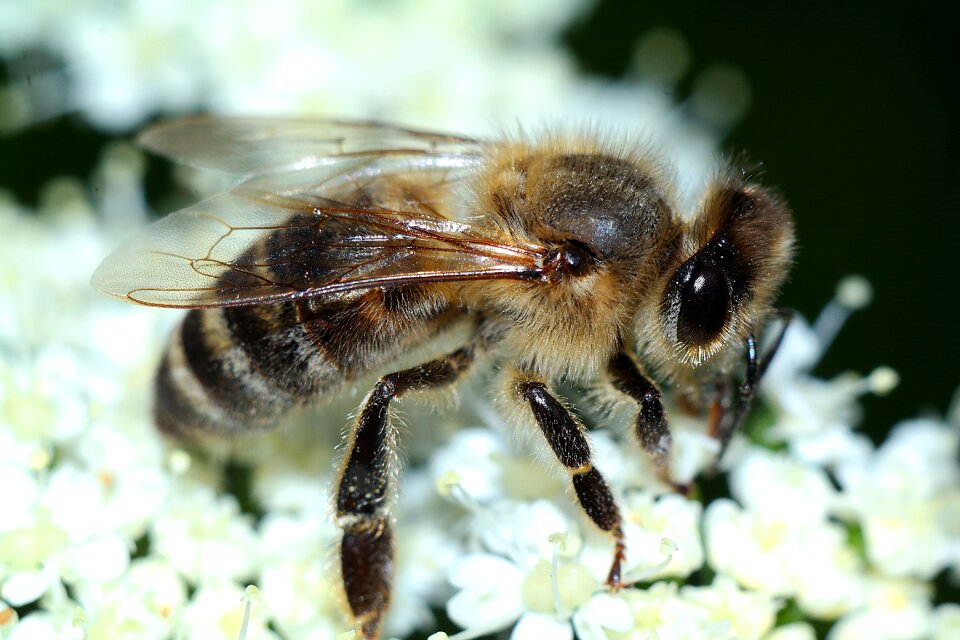 Closeup nature pollination