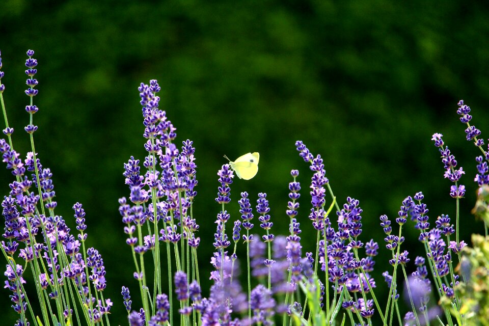 Insect white summer