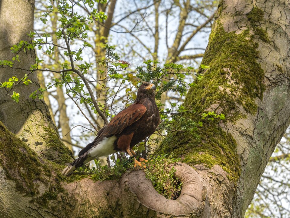 Wildlife nature tree