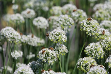 Nectar pollen native photo