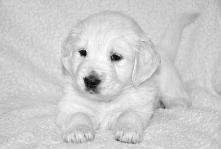 Black and white photo golden miss orange dog breed