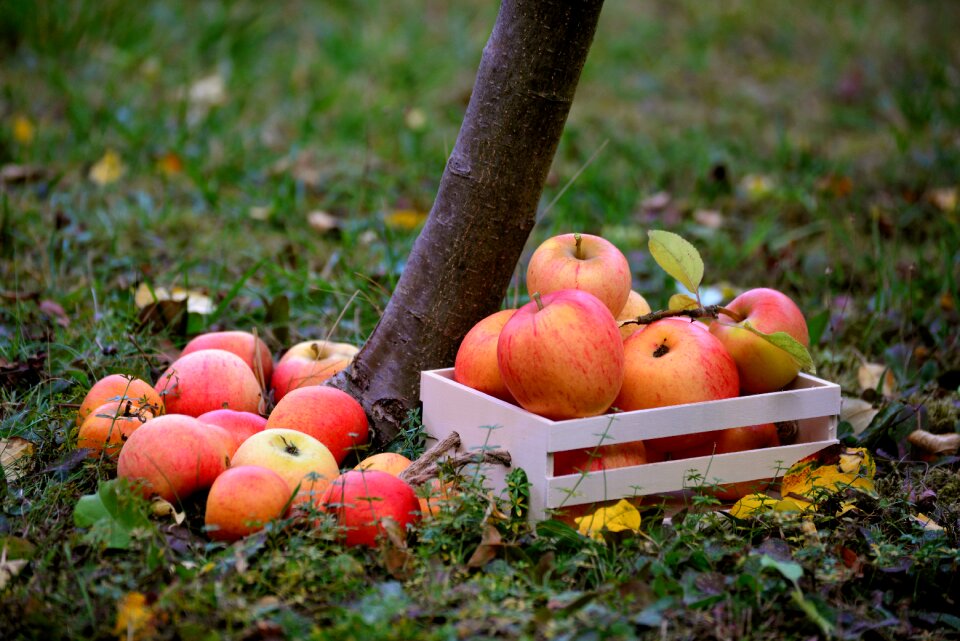 Harvest healthy fresh