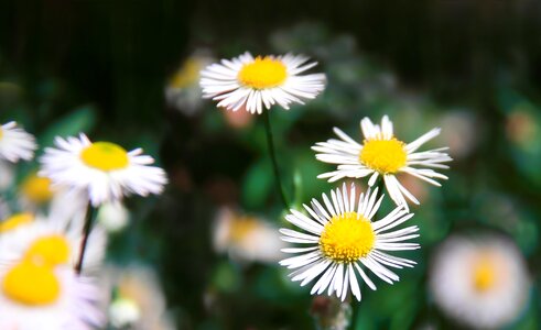 Summer nature blossom photo