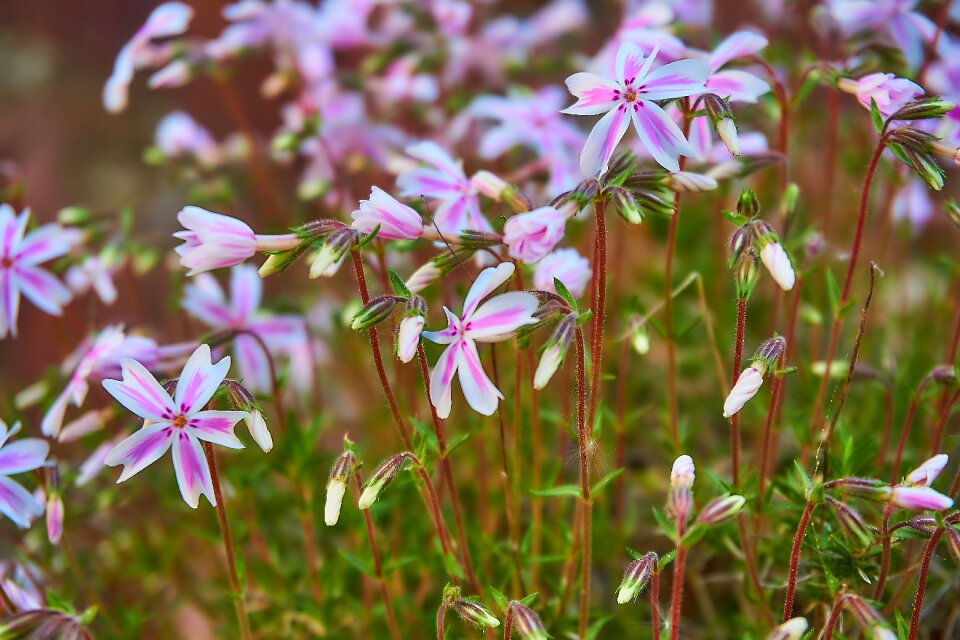 Carpet phlox upholstery perennial hardy photo