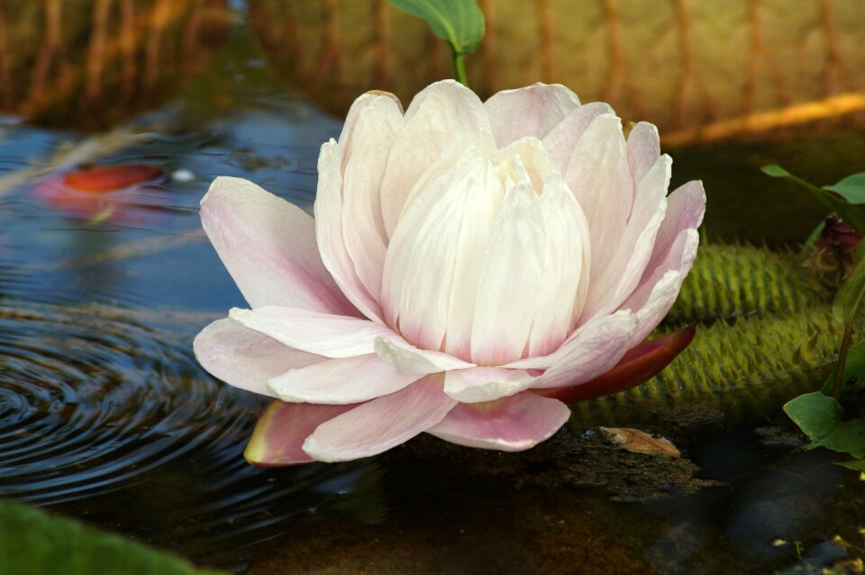 Flower nymphaea nuphar lutea photo