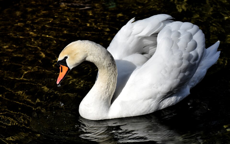 Plumage white beautiful