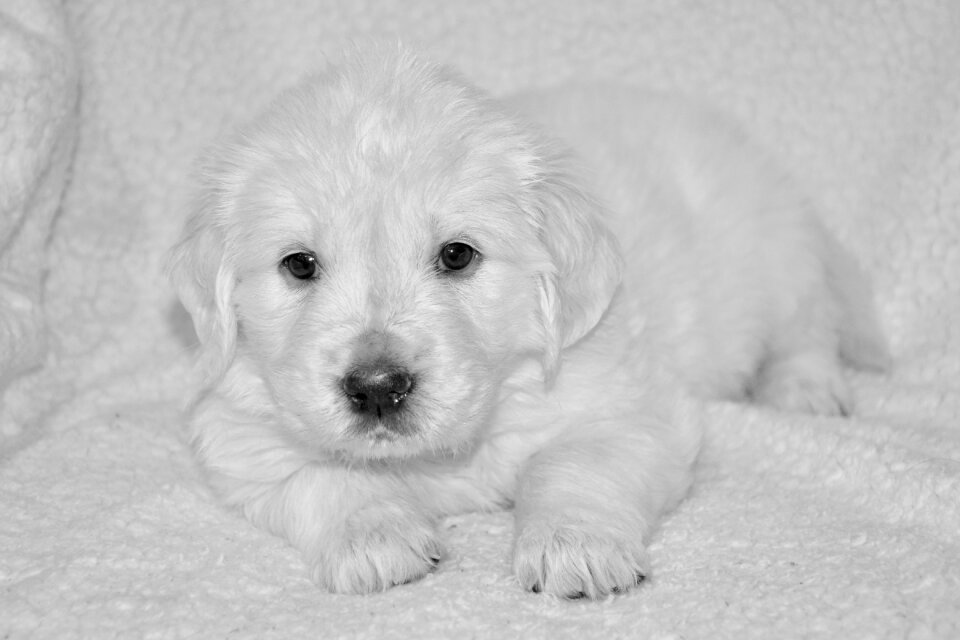 Bitch miss pink dog breed animal