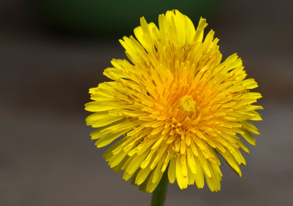 Plant close up seeds photo