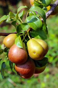 Summer fruits agriculture