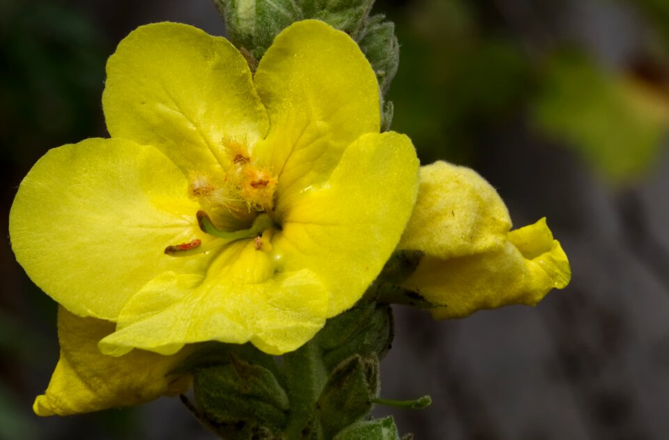Plant yellow verbascum