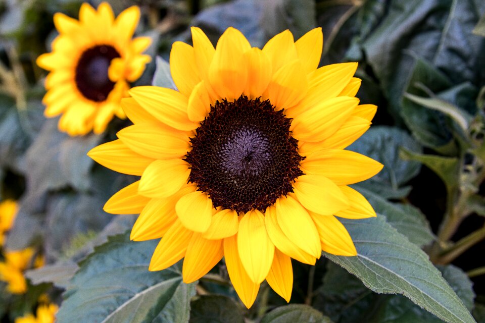 Plant yellow flower nature