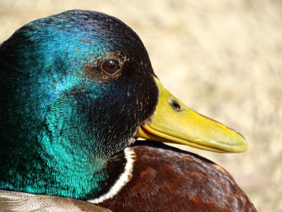 Water bird duck bird bill