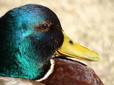 Water bird duck bird bill