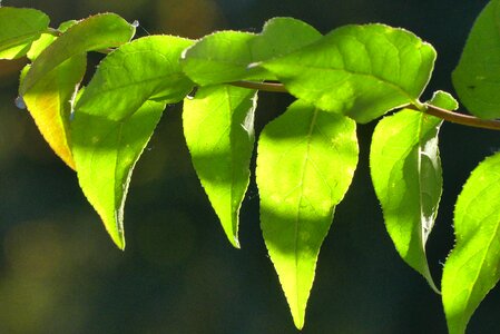 Autumn plant nature