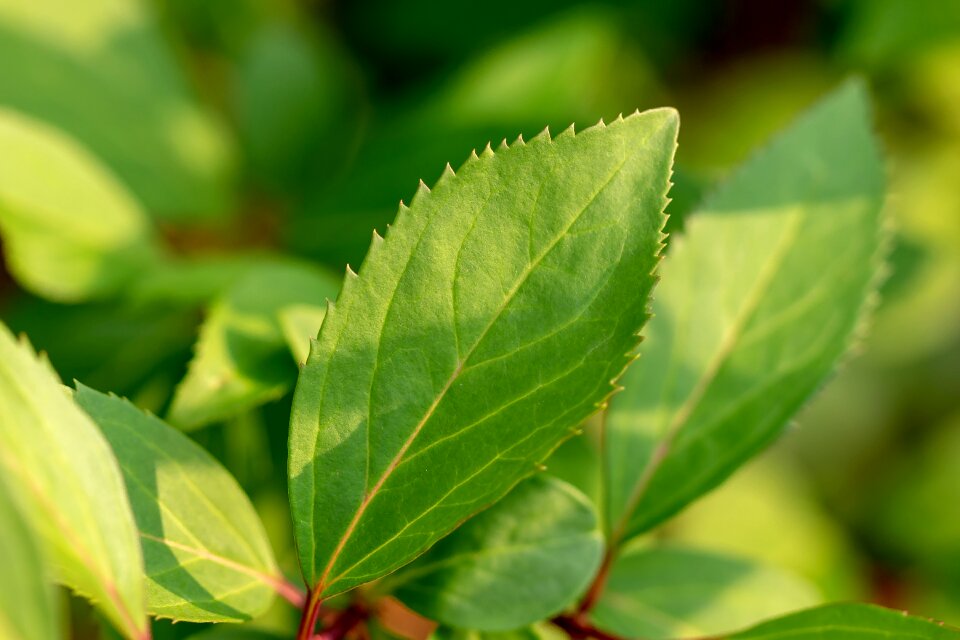 Background plant summer