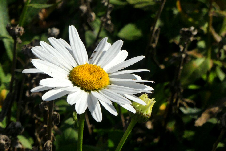 Daisy nature meadows