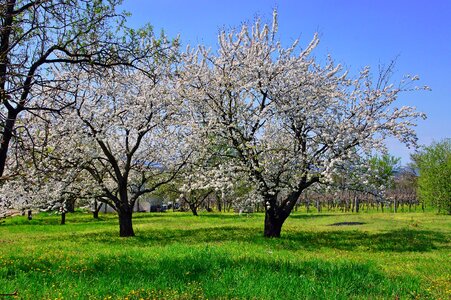 Nature branch spring