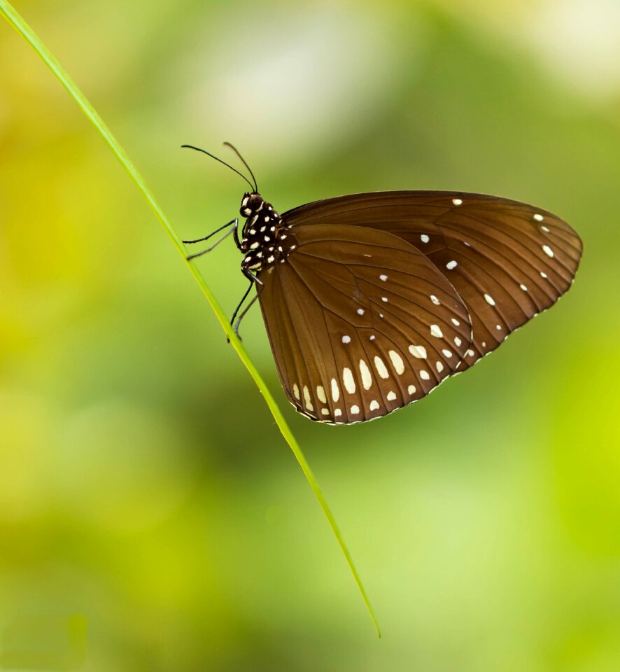 Beautiful wings bug