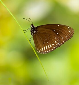 Beautiful wings bug
