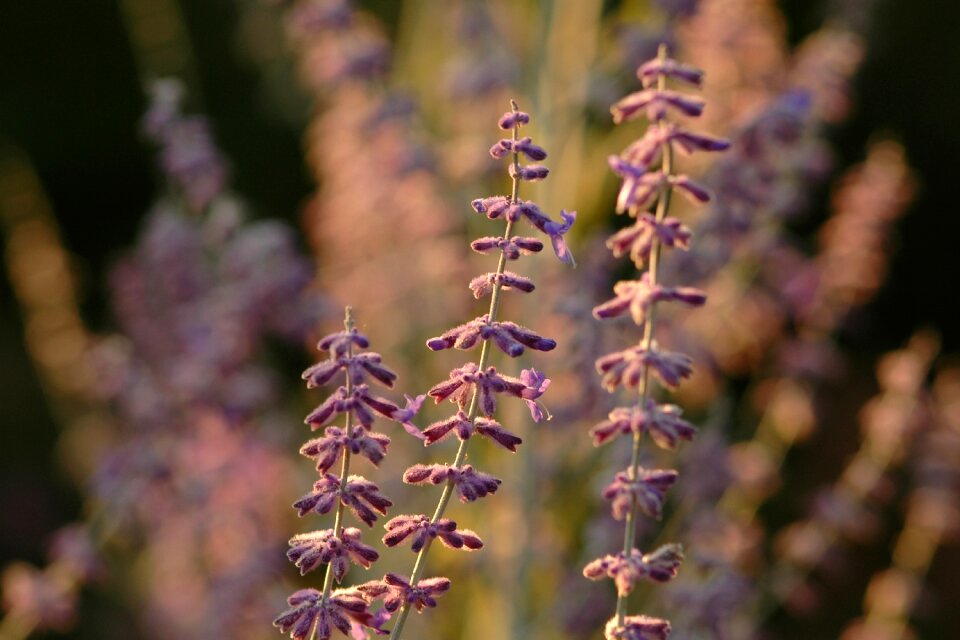 Purple summer nature