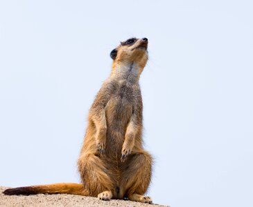 Blue watch animal