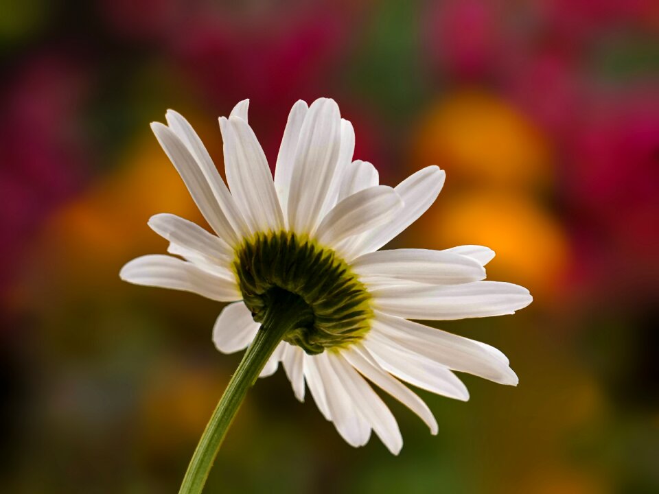 White colorful flora