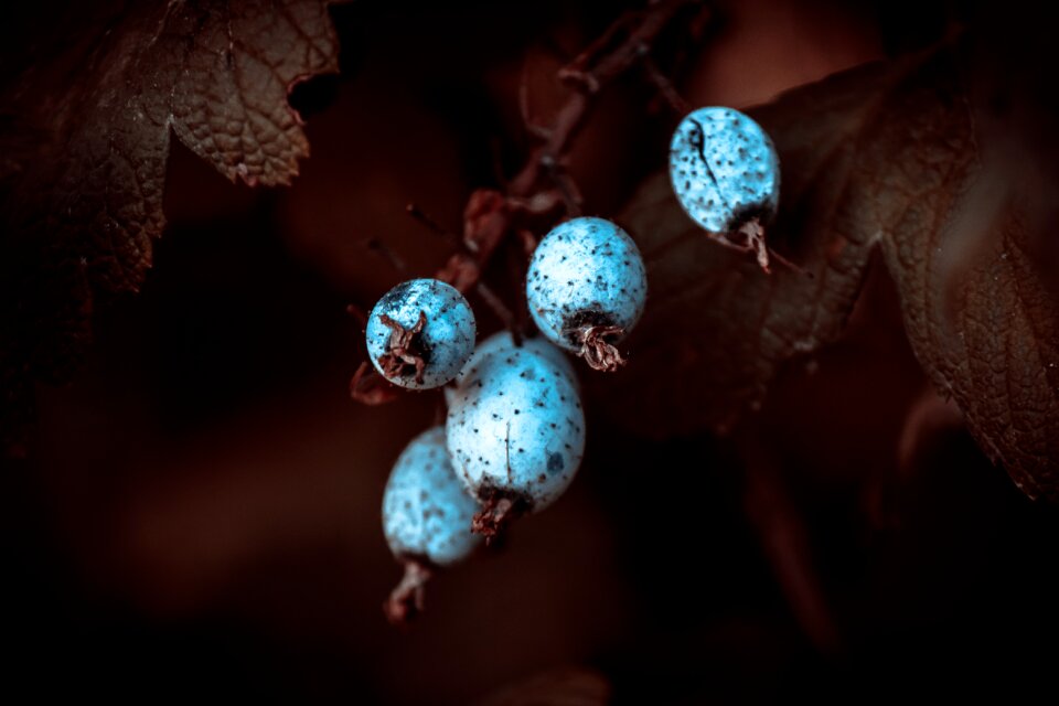 Gooseberry greenhouse currants ornamental shrub