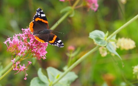 Butterfly wings flower photo