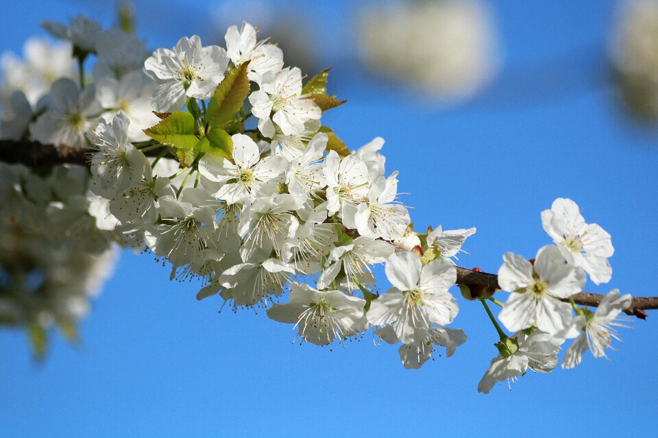 Spring white flower branch