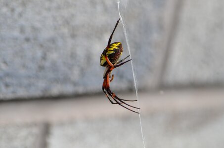 Insect nature arachnid