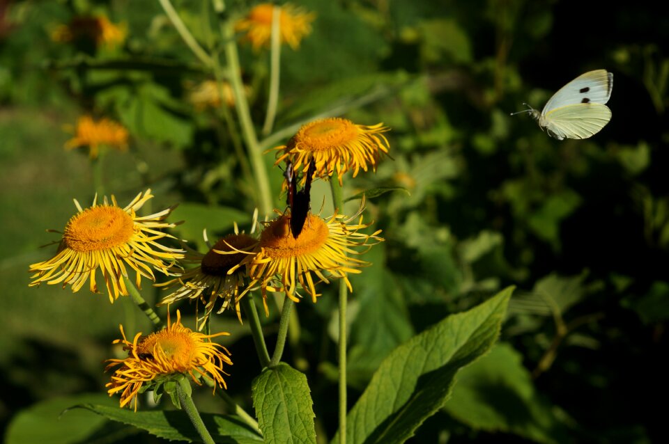Insect animal world bloom