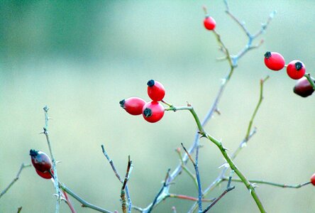 Hawthorn red berries hedge
