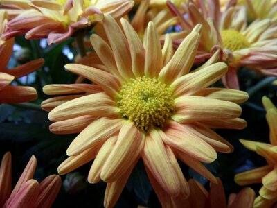 Plant close up flowers photo