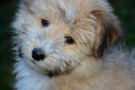 Puppy dog adorable mammal photo
