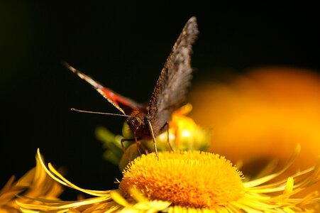 Garden insect animal world