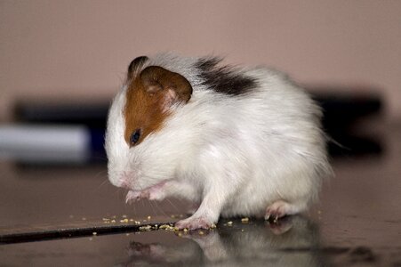 Eating pets rodent