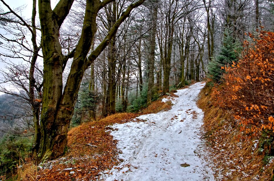 Foliage winter landscape