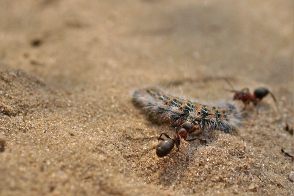 Ant insect nature