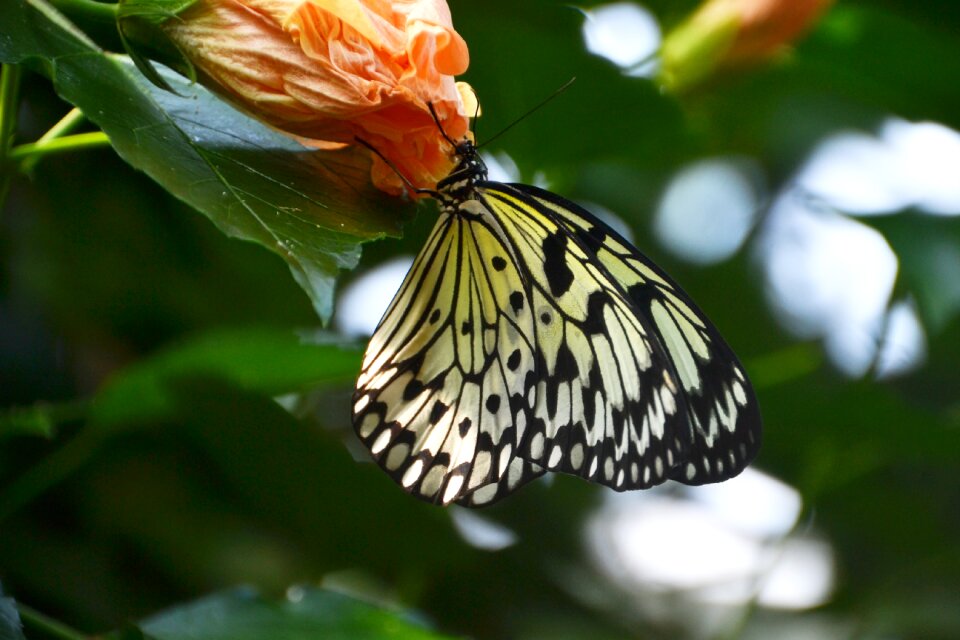 Animal insect black