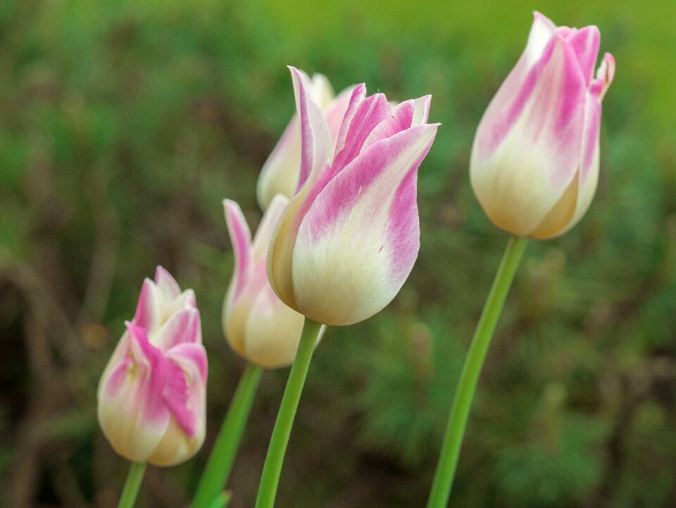 Flower tulip pastel