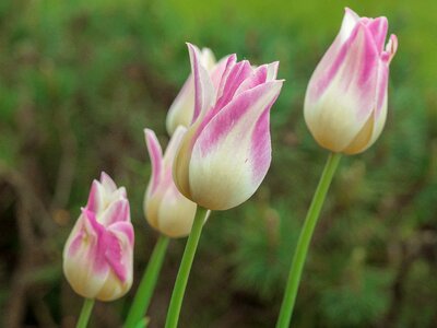 Flower tulip pastel