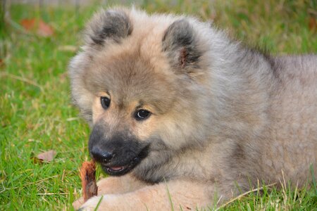 Dog eurasier puppy bite stick cute