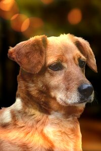 Animal portrait eyes
