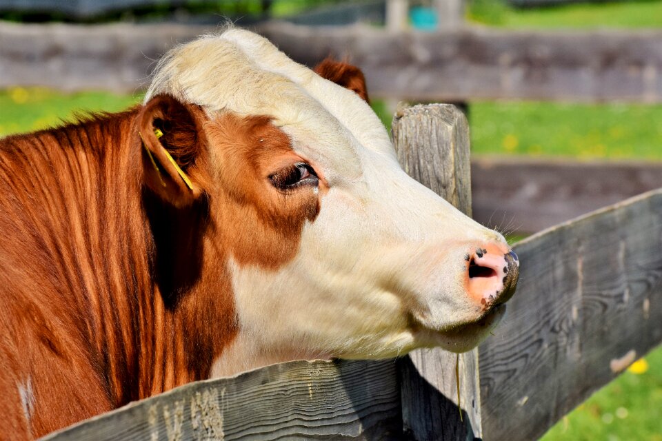 Bovine ear ruminant livestock