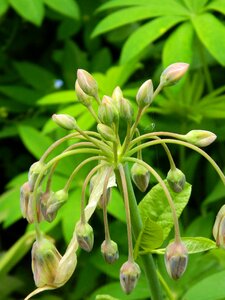 Bloom blossom plant photo